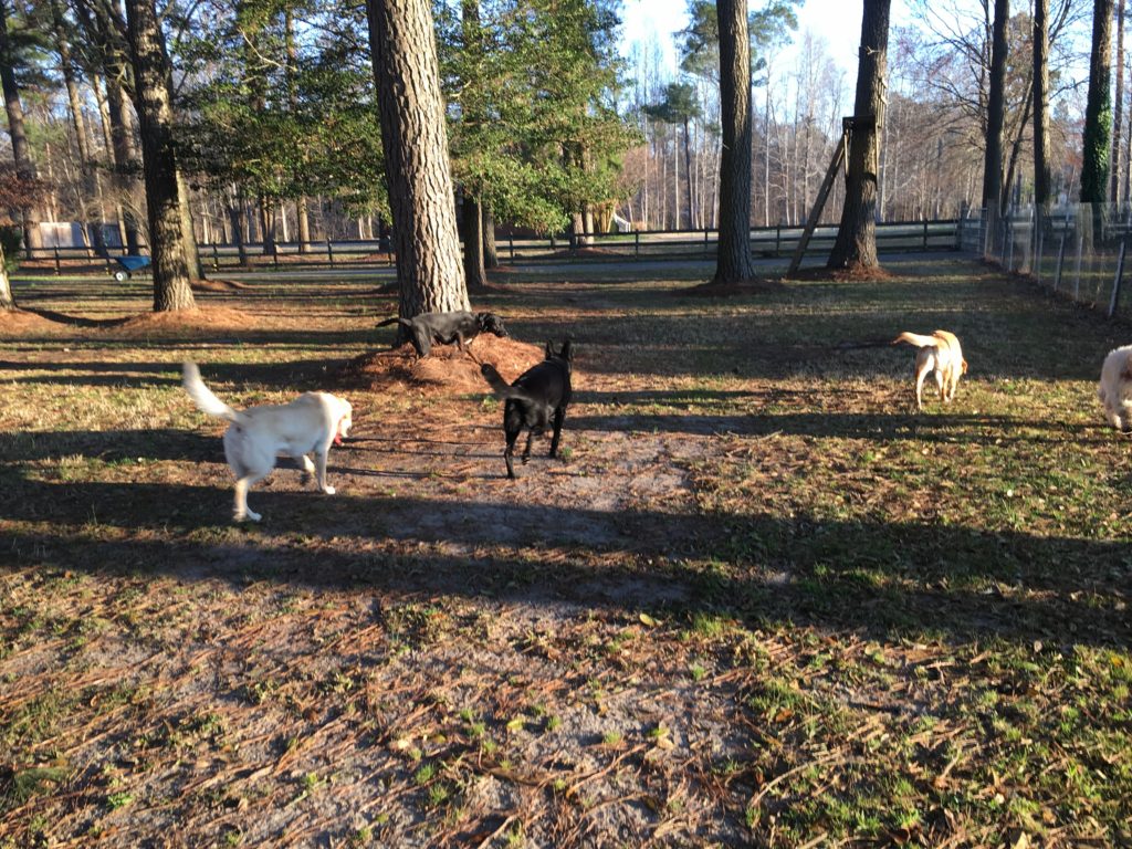 ballypines dog ranch