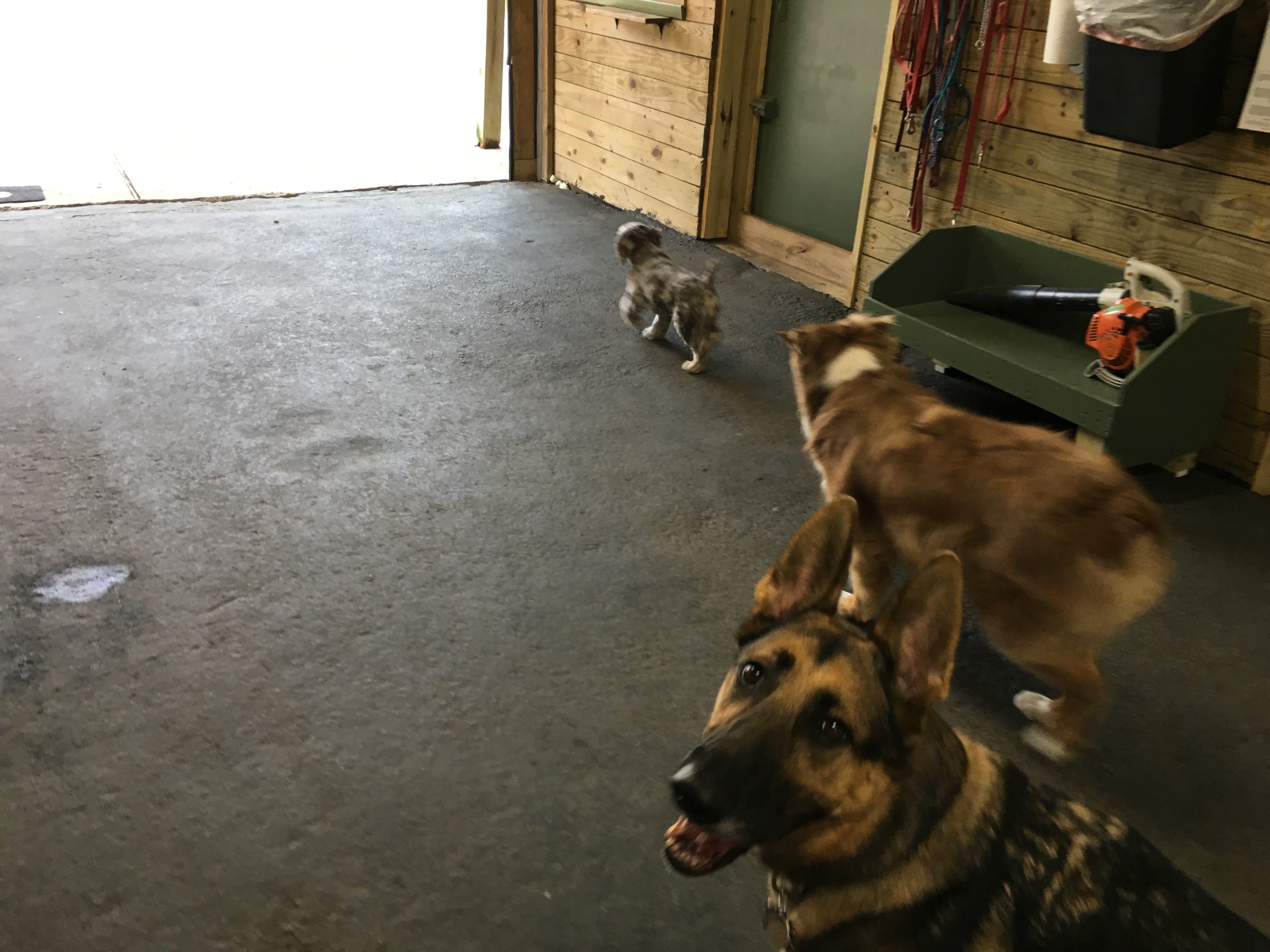 ballypines dog ranch