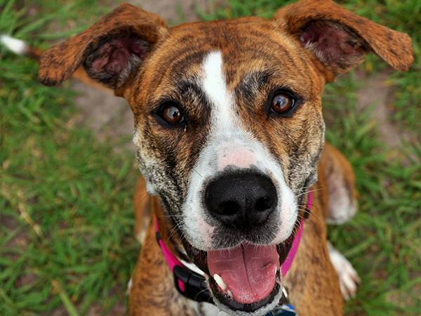 ballypines dog ranch