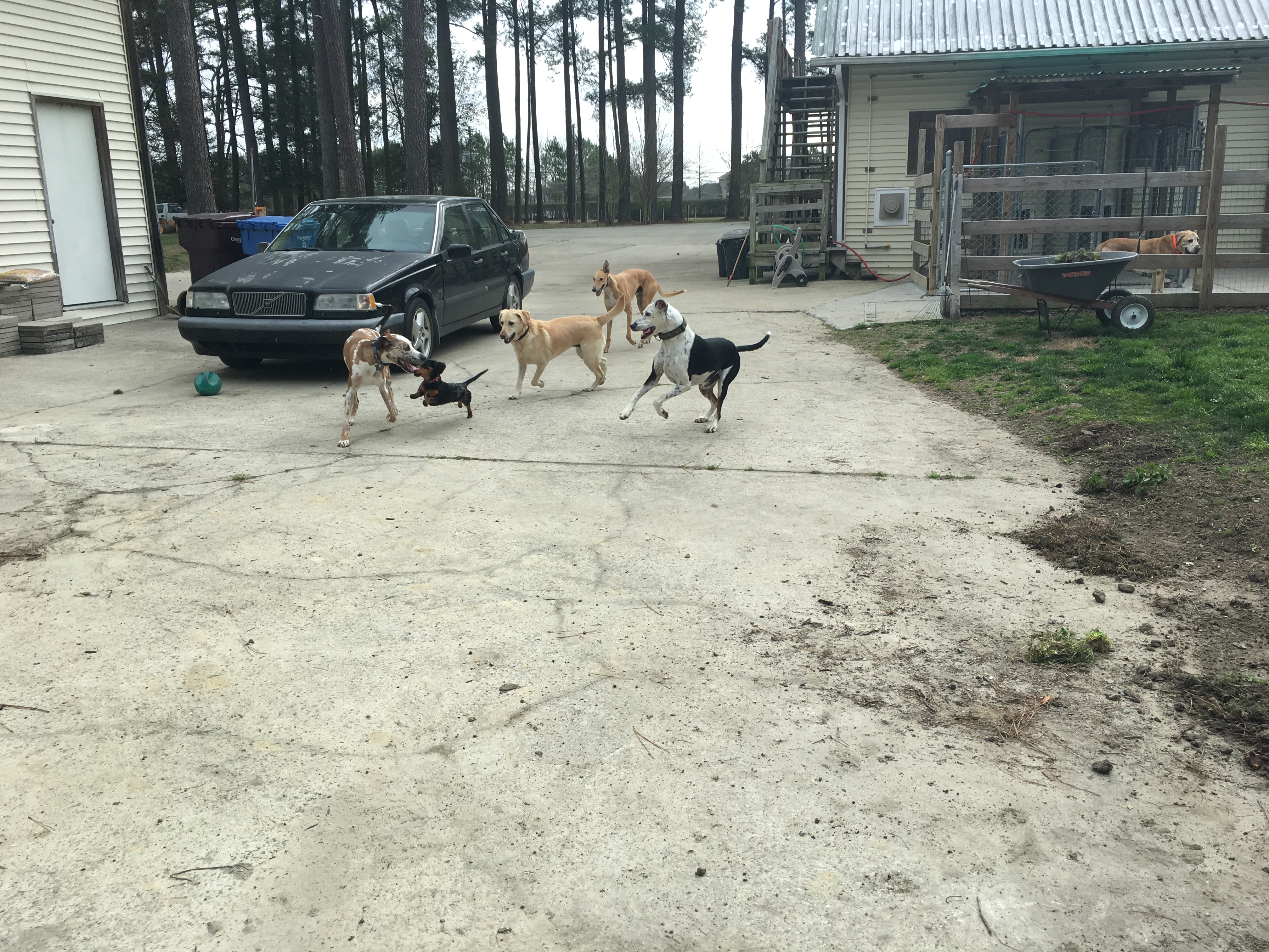 ballypines dog ranch
