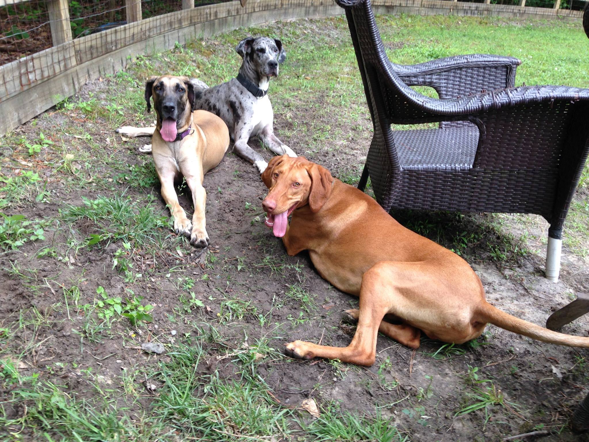 three-awesome-dogs