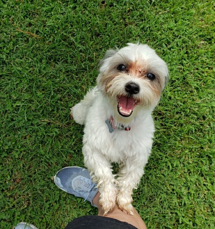 ballypines dog ranch