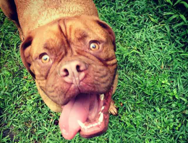 happy-dog-boarding-large-kennel-Chesapeake-va1
