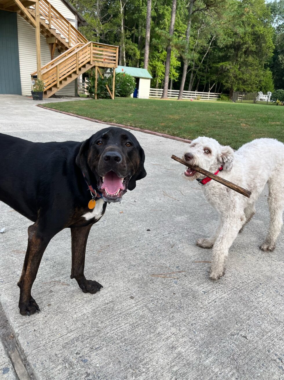 Home Dog Boarding Kennel Chesapeake, VA