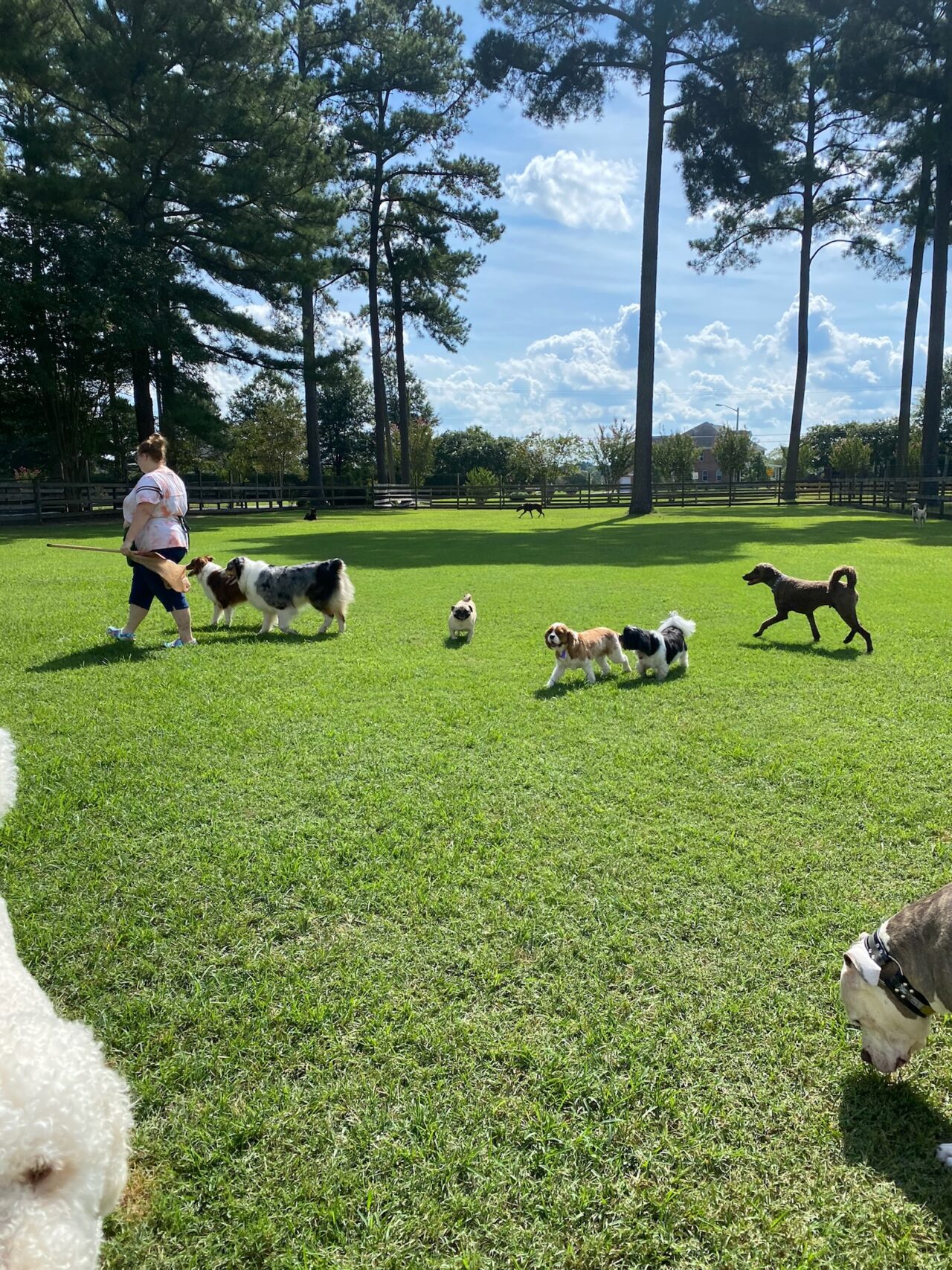Home Dog Boarding Kennel Chesapeake, VA