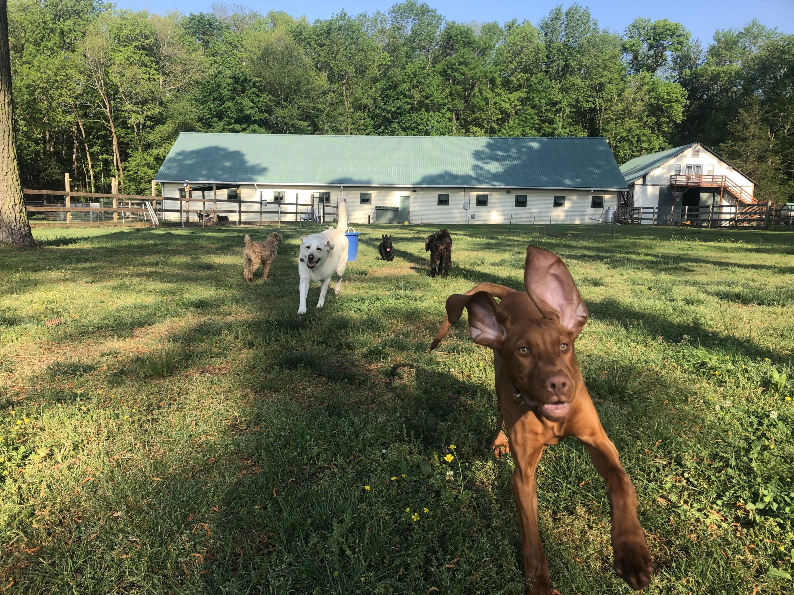 New Photos - Dog Boarding Kennel Chesapeake, VA