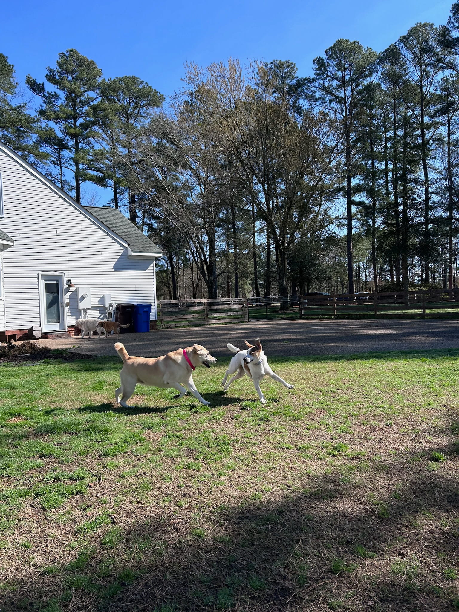 Dog guest playing outdoors at Ballypines Dog Ranch