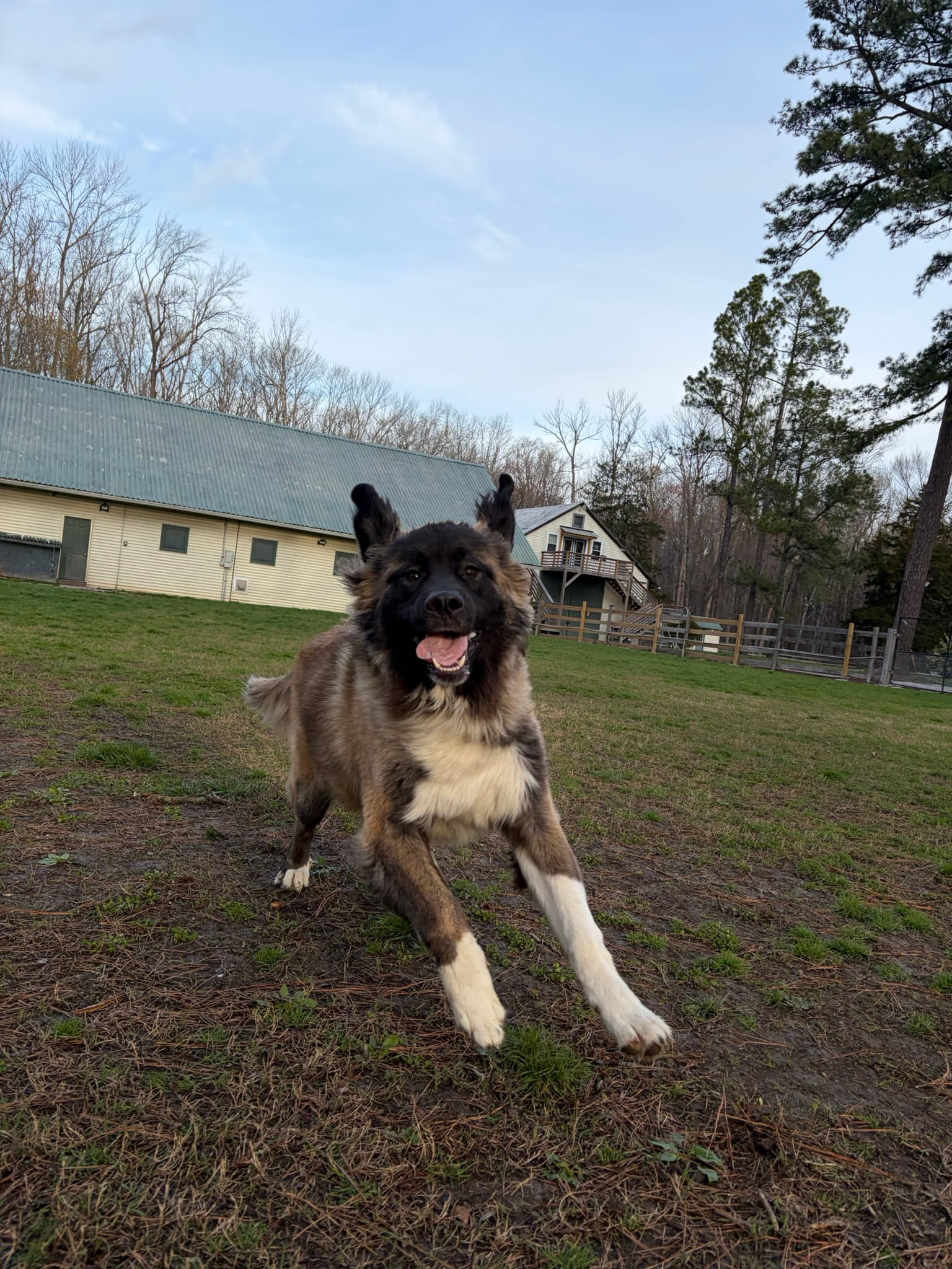 Dog playing in an outdoor Ballypines Dog Ranch yard