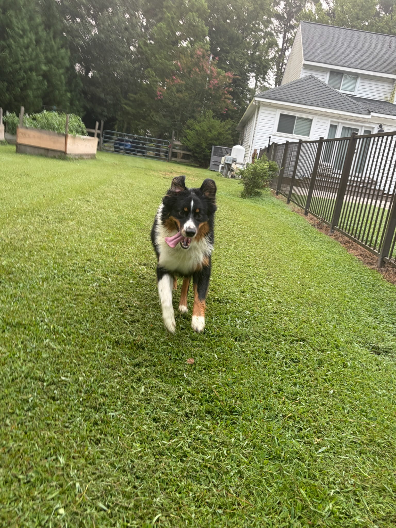 Happy dog during playtime at Ballypines Dog Ranch