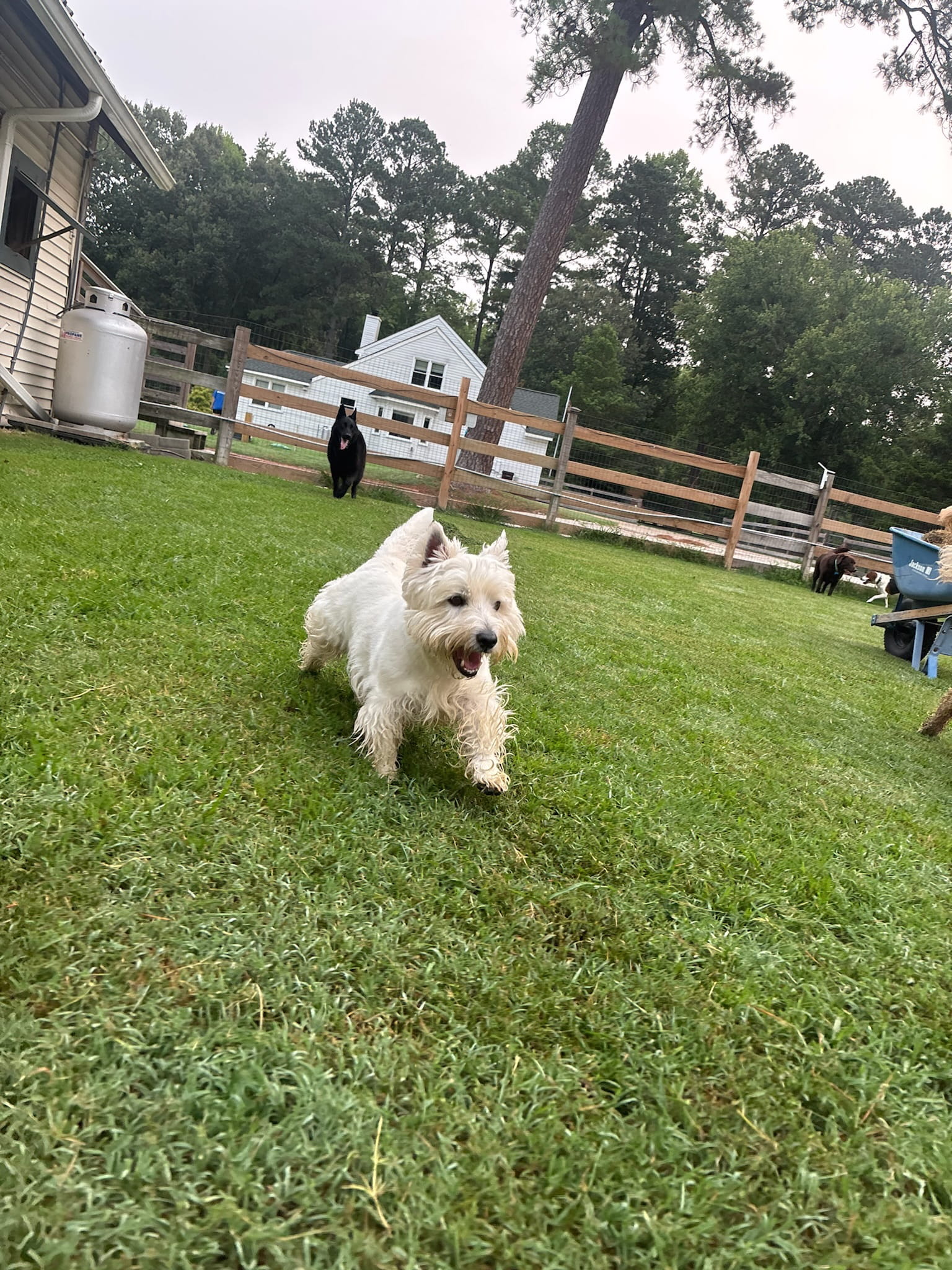 Dog exploring the countryside at Ballypines Dog Ranch