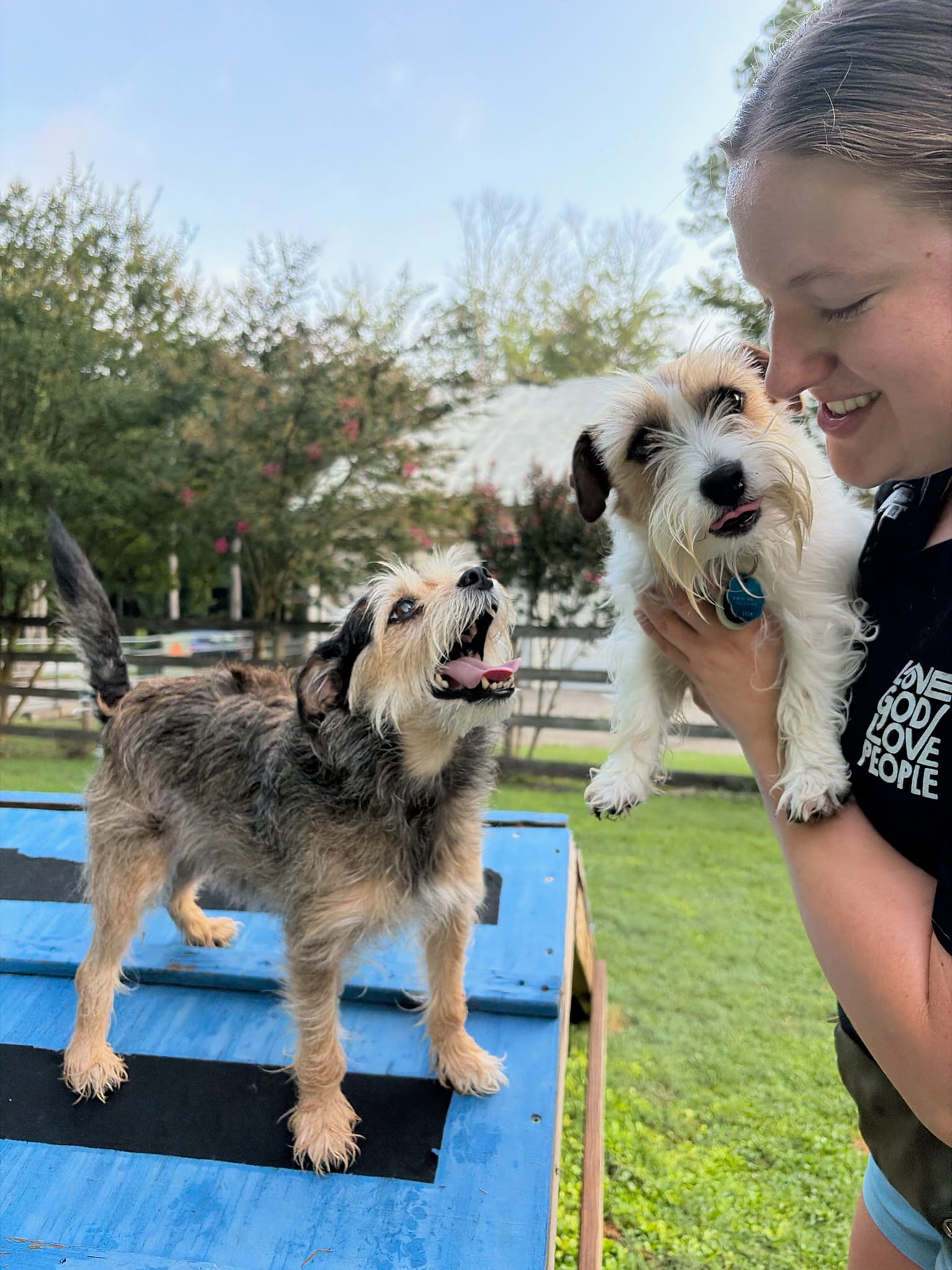 Dog guest enjoying playtime at Ballypines Dog Ranch