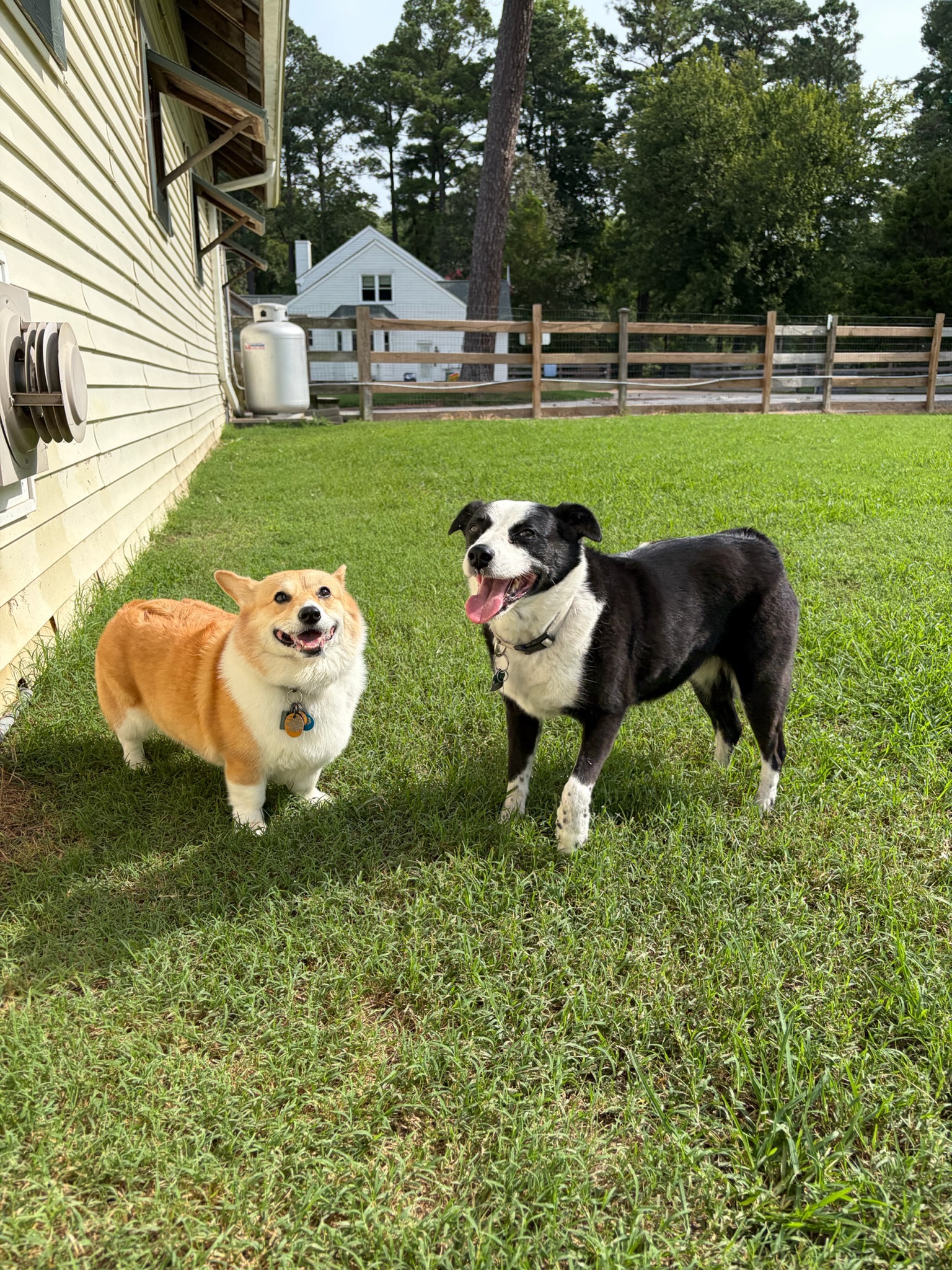 Two dogs in a grassy play yard at Ballypines Dog Ranch