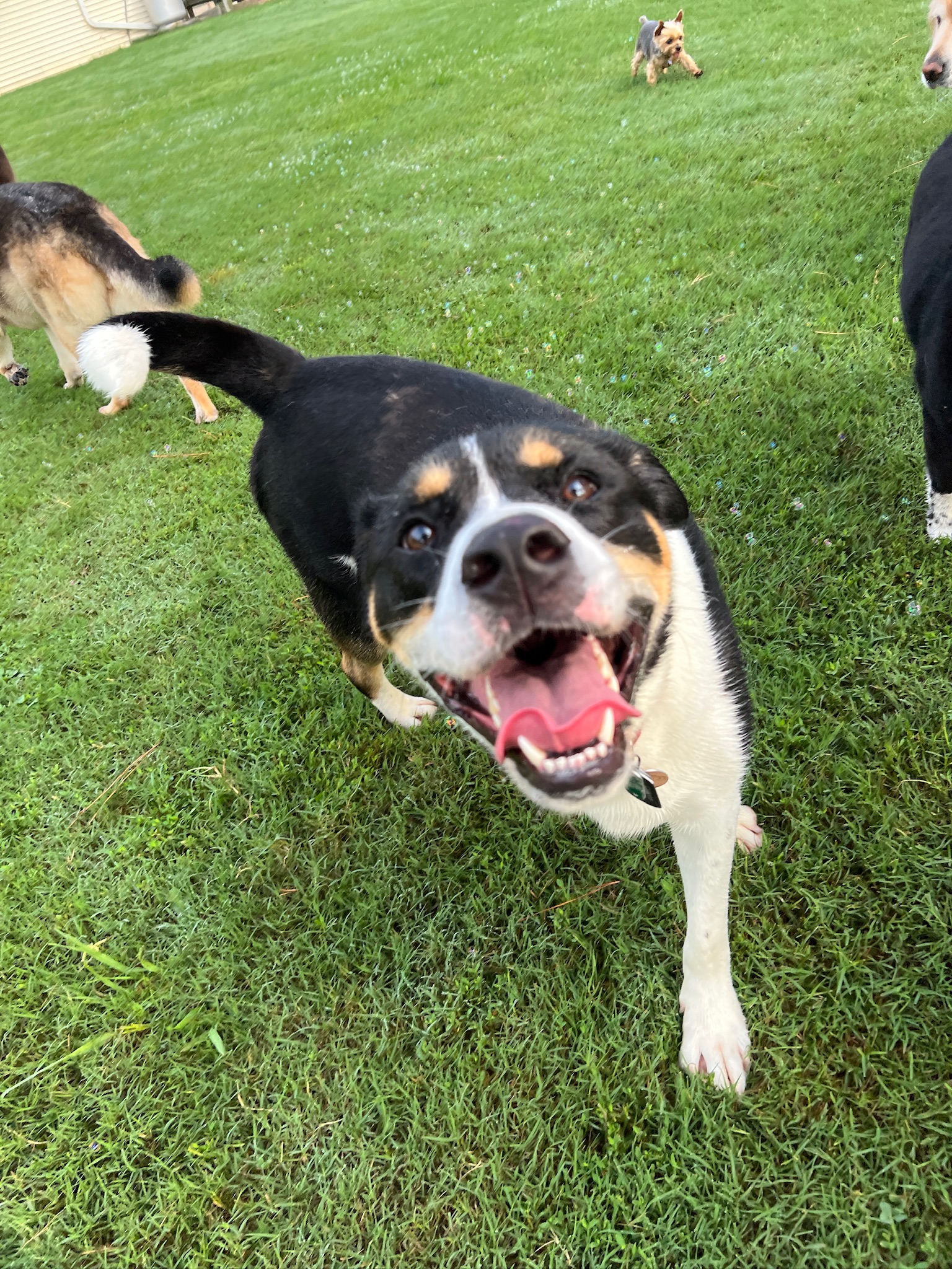Happy dog during outdoor group play at Ballypines Dog Ranch
