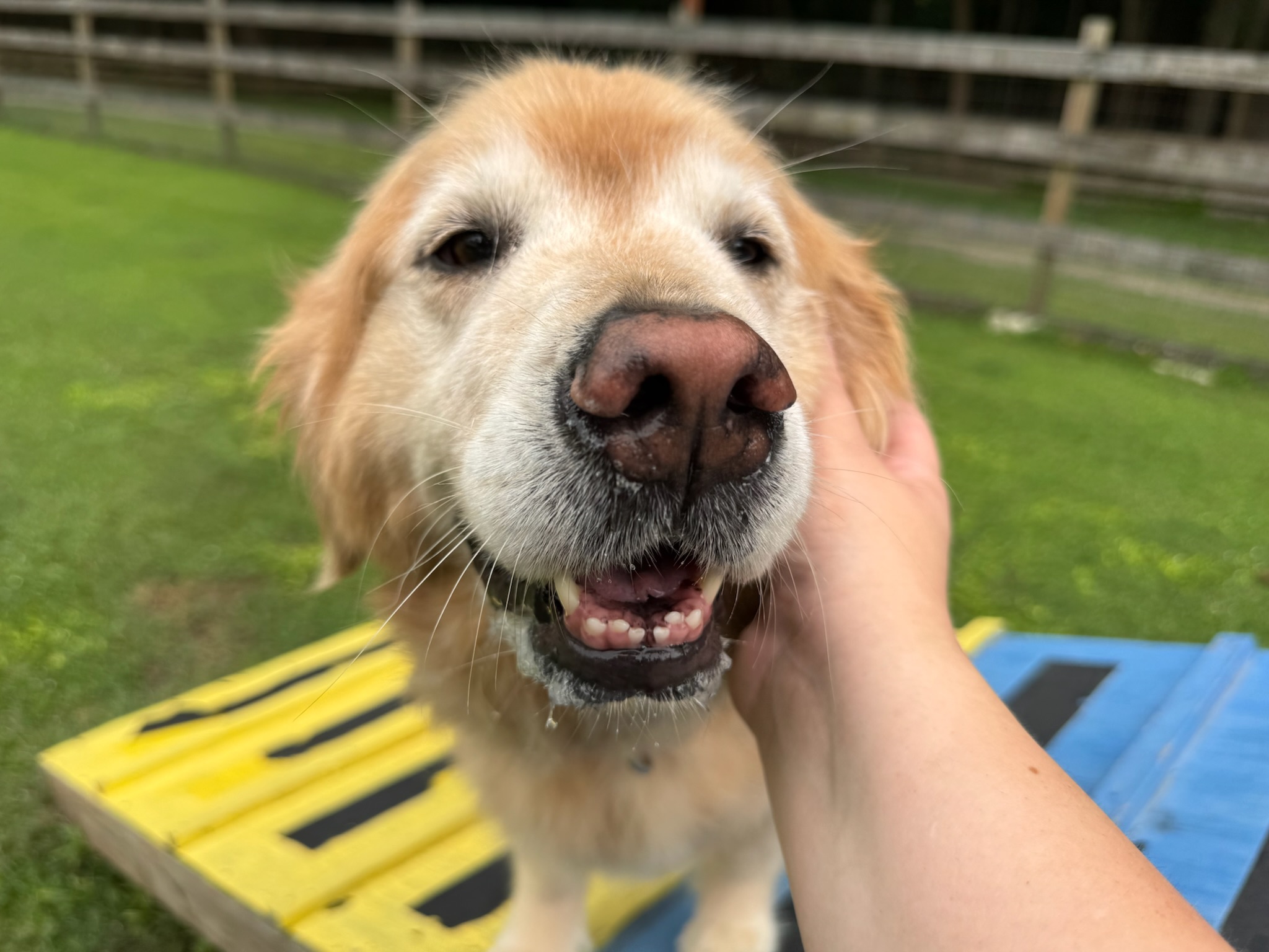 Golden retriever receiving attention at Ballypines Dog Ranch