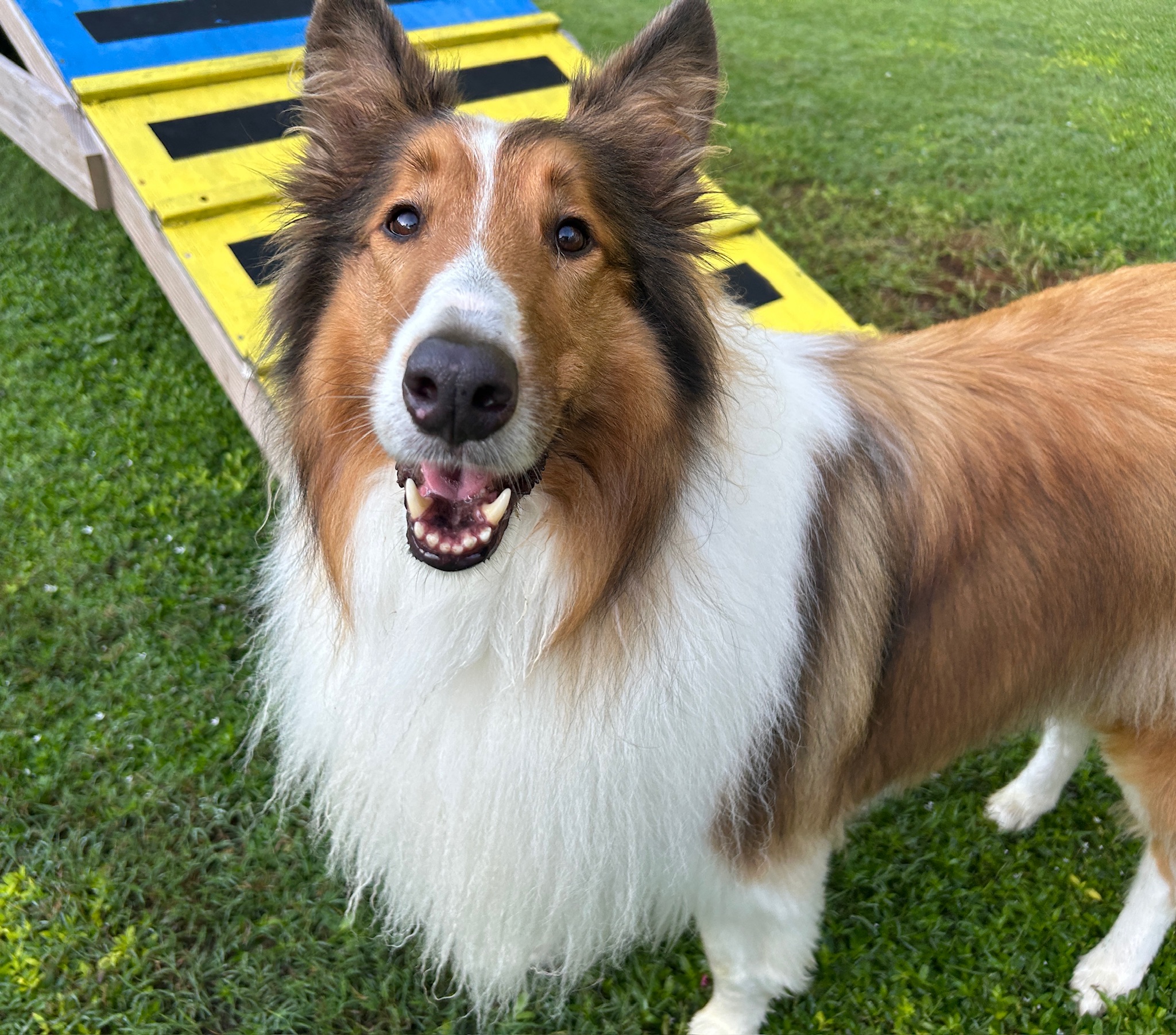 Collie enjoying outdoor enrichment at Ballypines Dog Ranch